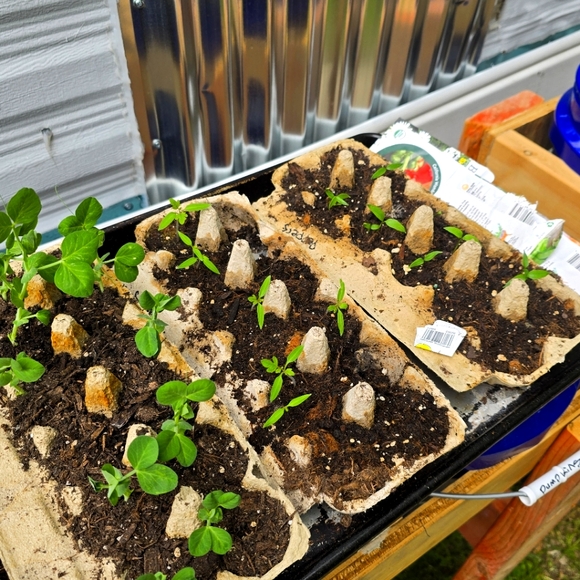 Happy You are Here!🌷 - Picture 8 of 17